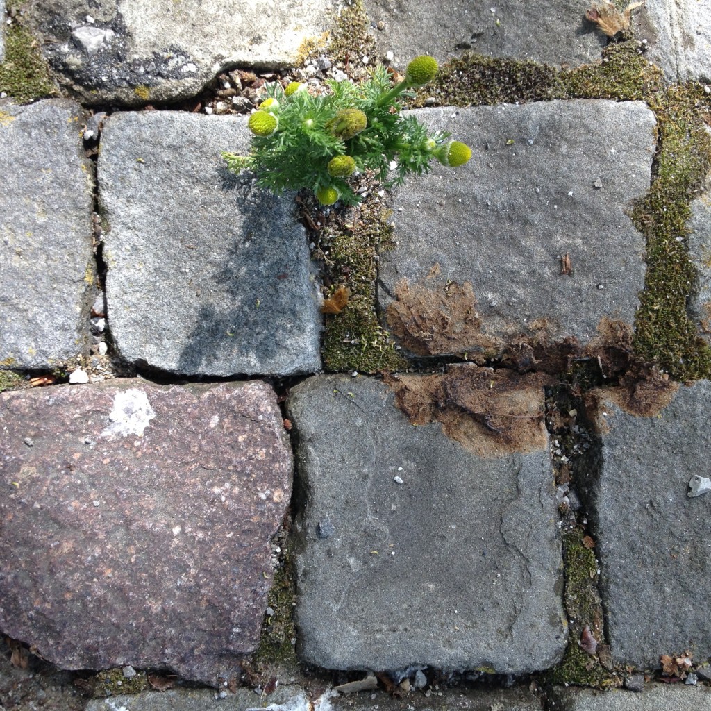 Bientôt une deuxième plante ?