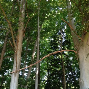 Vieille branche soutenant une amie